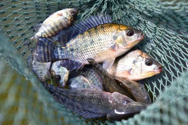 Fische im Netz